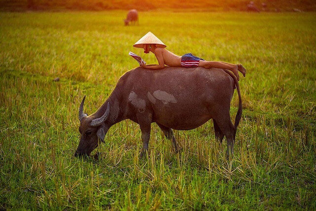 Giấc mơ con trâu số mấy