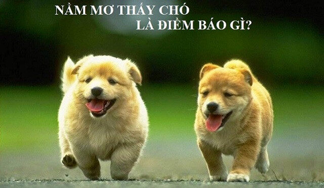 Giải mã giấc mơ thấy chó